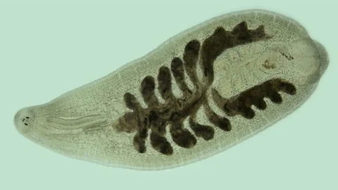 Leech Alboglossiphonia sp. under a microscope, family Glossiphoniidae Stock Footage 155340424