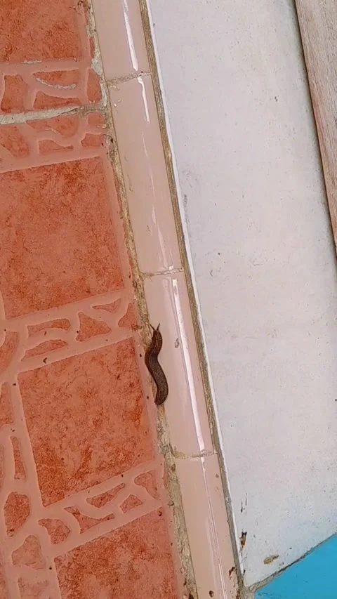 Leech animals walking on tiles part 3 Stock Footage 269288321