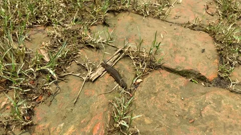 Leech crawling across damp muddy stone pathway in rural Bangladesh Stock Footage 345367607
