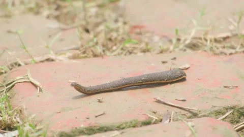 Leech crawling across damp muddy stone pathway in rural Bangladesh Stock Footage 345667461