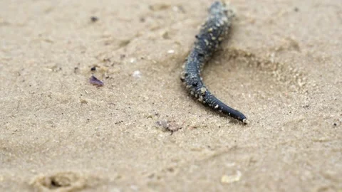 Leech crawling in the sand Stock Footage 157322922