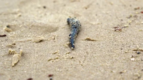 Leech crawling in the sand Stock Footage 157385492