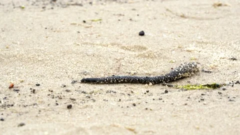 Leech crawling in the sand Stock Footage 157561907