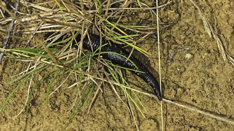 Leech crawling through wet sandy habitat filmed in macro with visible sucke.. Stock-Footage 342586887