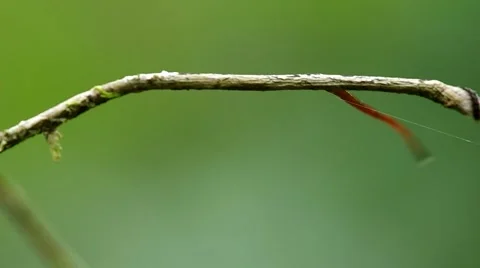 Leech is crawling on the twig Stock Footage 49582176