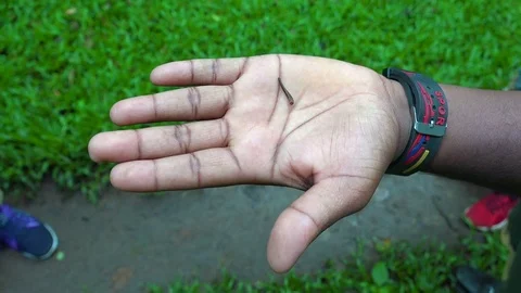 A leech crawls across a man's hand in Southern India. Stock Footage 83595249