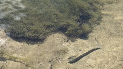 The leech crawls along the bottom of the stream Stock Footage 91584161