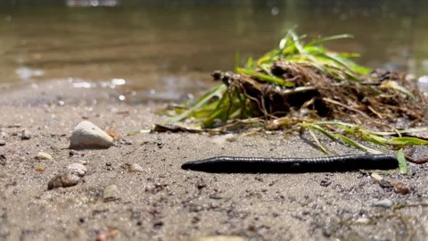 A leech crawls along the sandy shoreline of the lake beach Stock Footage 241305620