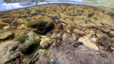 Leech Erpobdella octoculata at the bottom of a shallow stream. Estonia. Stock-Footage 309964620