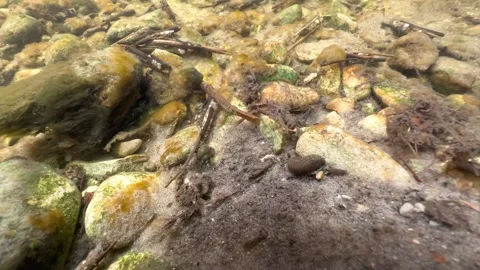 Leech Erpobdella octoculata at the bottom of a shallow stream, Estonia. Stock-Footage 309964961
