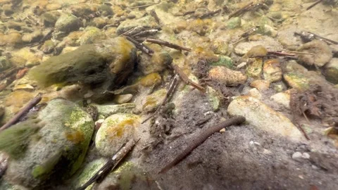 Leech Erpobdella octoculata moving at the bottom of a shallow stream. Estonia. Stock Footage 309964828