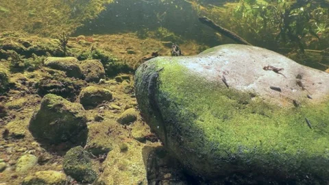 Leech Erpobdella octoculata on an overturned stone in a shallow stream, Estonia. Stock Footage 315260704