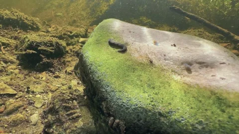 Leech Erpobdella octoculata on rock in shallow stream. Estonia. Stock Footage 315260650
