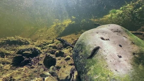 Leech Erpobdella octoculata on rock in shallow stream, Estonia. Stock Footage 315260782