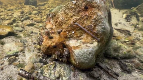 Leech Erpobdella octoculata on a stone at the bottom of a stream. Estonia. Stock-Footage 309965586
