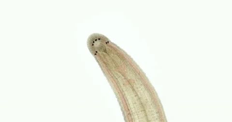 Leech family Erpobdellidae under a microscope, Arhynchobdellida. Erpobdella sp. Stock Footage 236548671