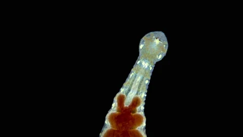 Leech of the family Glossiphoniidae under a microscope, order Rhynchobdellida Stock Footage 159289553