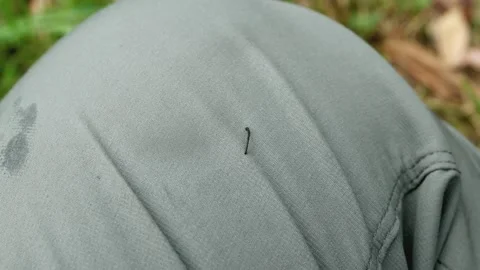 Leech Video stock 169152662