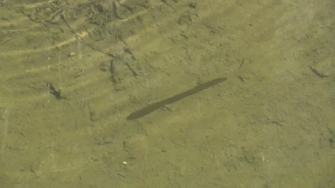 Leech Stock Footage 314894619