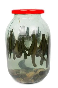 Leech in a glass jar Stock Photos