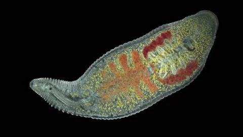 Leech Helobdella stagnalis under a microscope, family Glossiphoniidae Stock-Footage 156183861