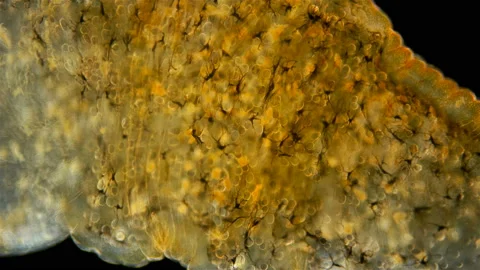 Leech Hirudinea, Baicalobdella torquata under a microscope, family Piscicolidae Stock Footage 141646290
