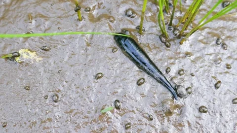 The leech hunts snails in the coastal mud Vidéo 311516682