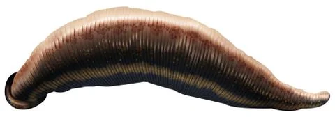 Leech Stock Illustration