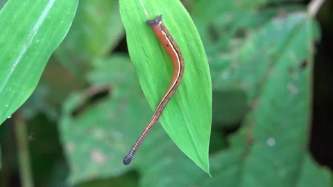 Leech on leaf searching for pray close up Stock Footage 299284830