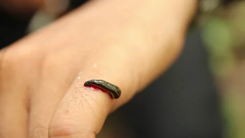 Leech is Leeching on Finger 2, Close, Schwaner Muller Mountains, Borneo Stock Footage 142861548