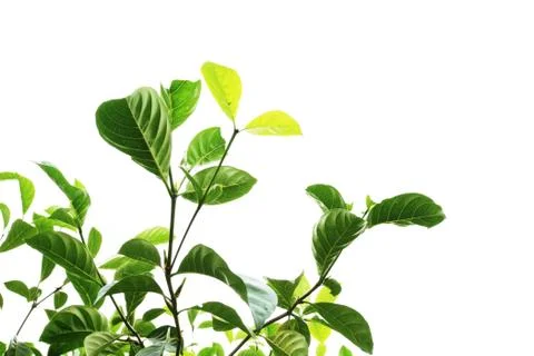Leech lime leaf tree isolated on white Stock Photos