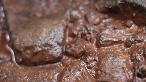 Leech movement Stock Footage 279626614