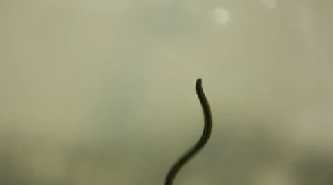 leech moves in the water tank, Stock Video