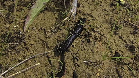 Leech moving across wet sandy ground in natural habitat captured in macro w.. Video stock 337936565