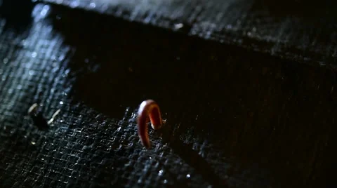 Leech moving at night Stock Footage 42497664