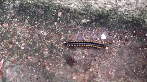 A leech moving on a rough concrete floor Stock Footage 224545499