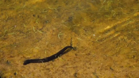 Leech is Moving Under Water Stock Footage 102520416