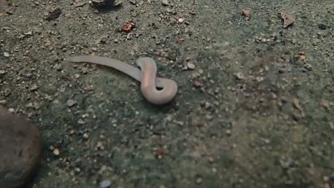 Leech in shallow water Stock Footage 171370398