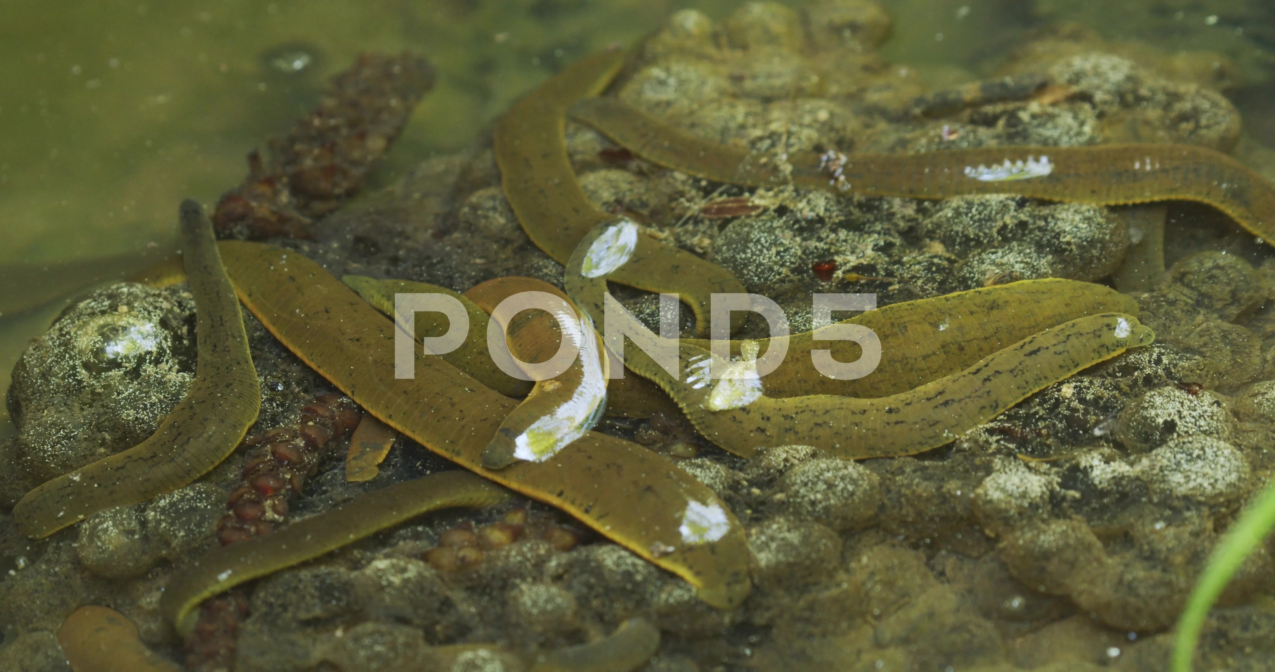 https://images.pond5.com/leech-shallow-water-stream-frog-151211732_prevstill.jpeg