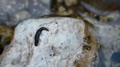 A leech on a stone in the river. A leech moves along the water. Stock Footage 277798816