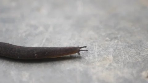 Leech to the surface Stock Footage 45398207