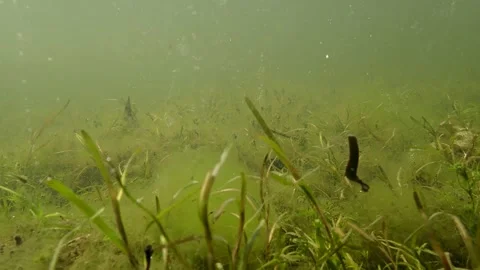 Leech Swimming in a Murky Pond, Under water View. Leech (Hirudinea) emerging Stock Footage 332644072