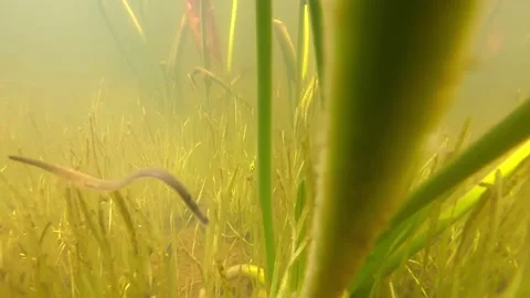 A leech swims in the water Stock Footage 219390974