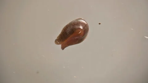 the leech under the microscope winds | Stock Video | Pond5