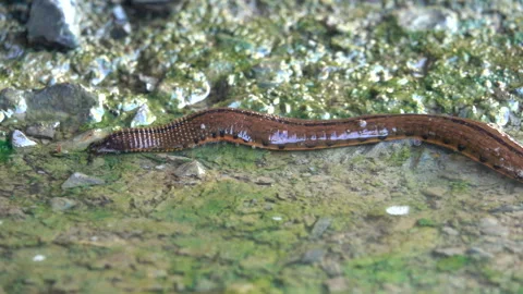 Leech in a water 스톡 동영상 290476672