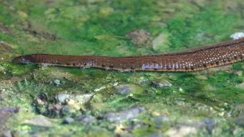 Leech in a water 스톡 동영상 301845537