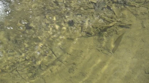 Leech in the water Stock Footage 314894629