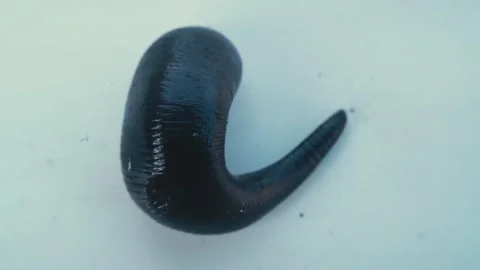 Leech on white background. Stock Footage 253597314
