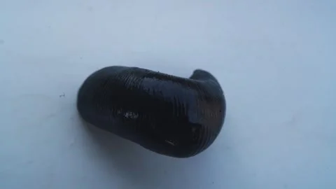 Leech on white background. Stock Footage 253598152