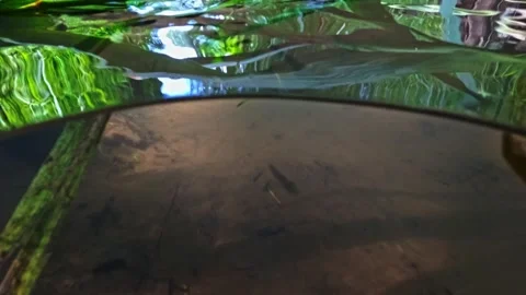 Leeches at the bottom of a stream, waiting for their prey. Underwater view .. Stock Footage 277265891